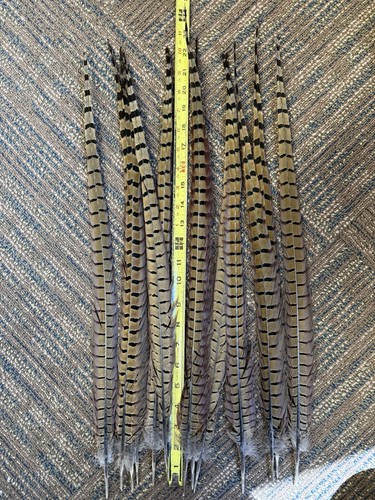 Ringneck pheasant tail - pheasant,